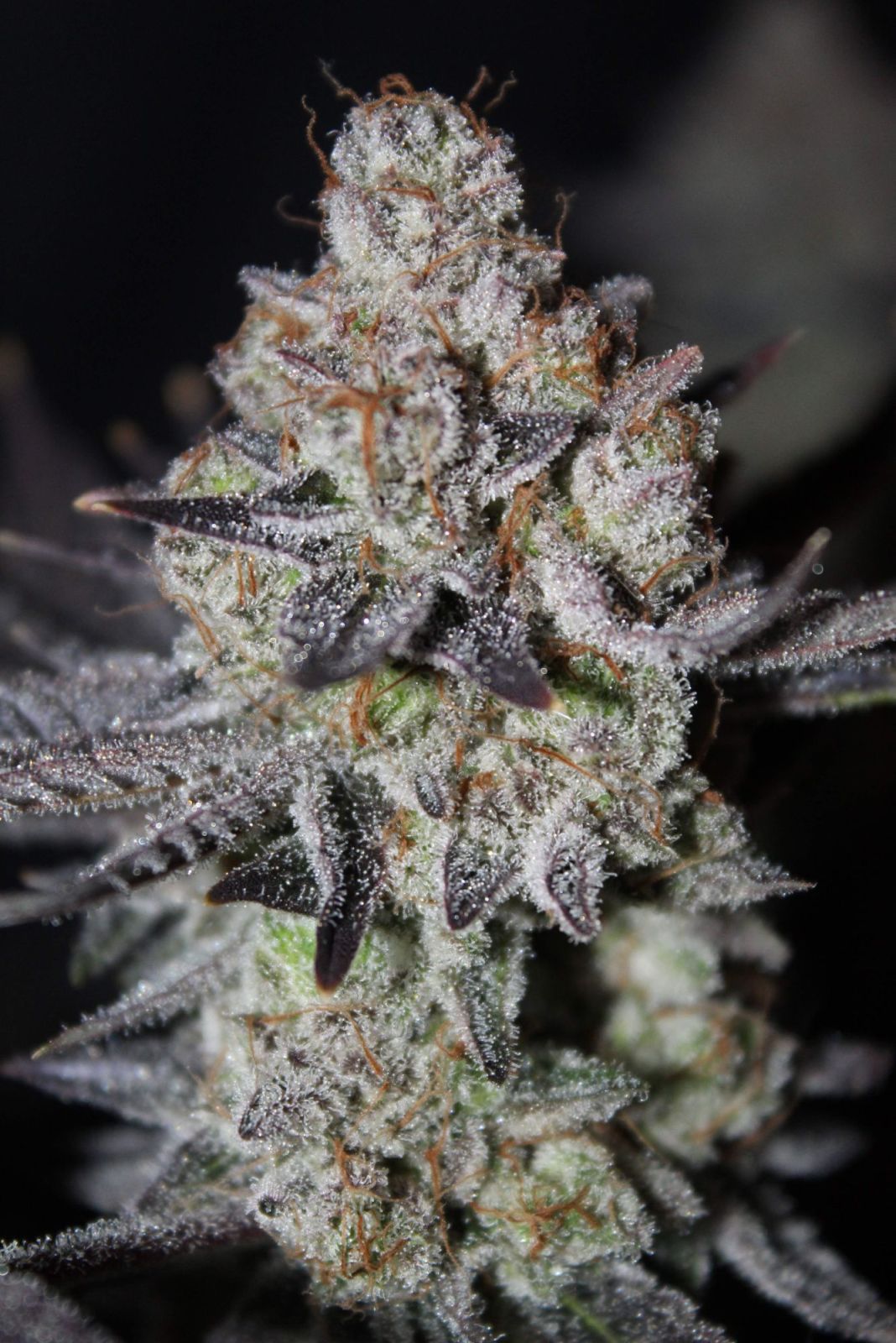 Fast Buds | Tropicana Cookies FF | Fast Flowering Cannabis Seeds Female
