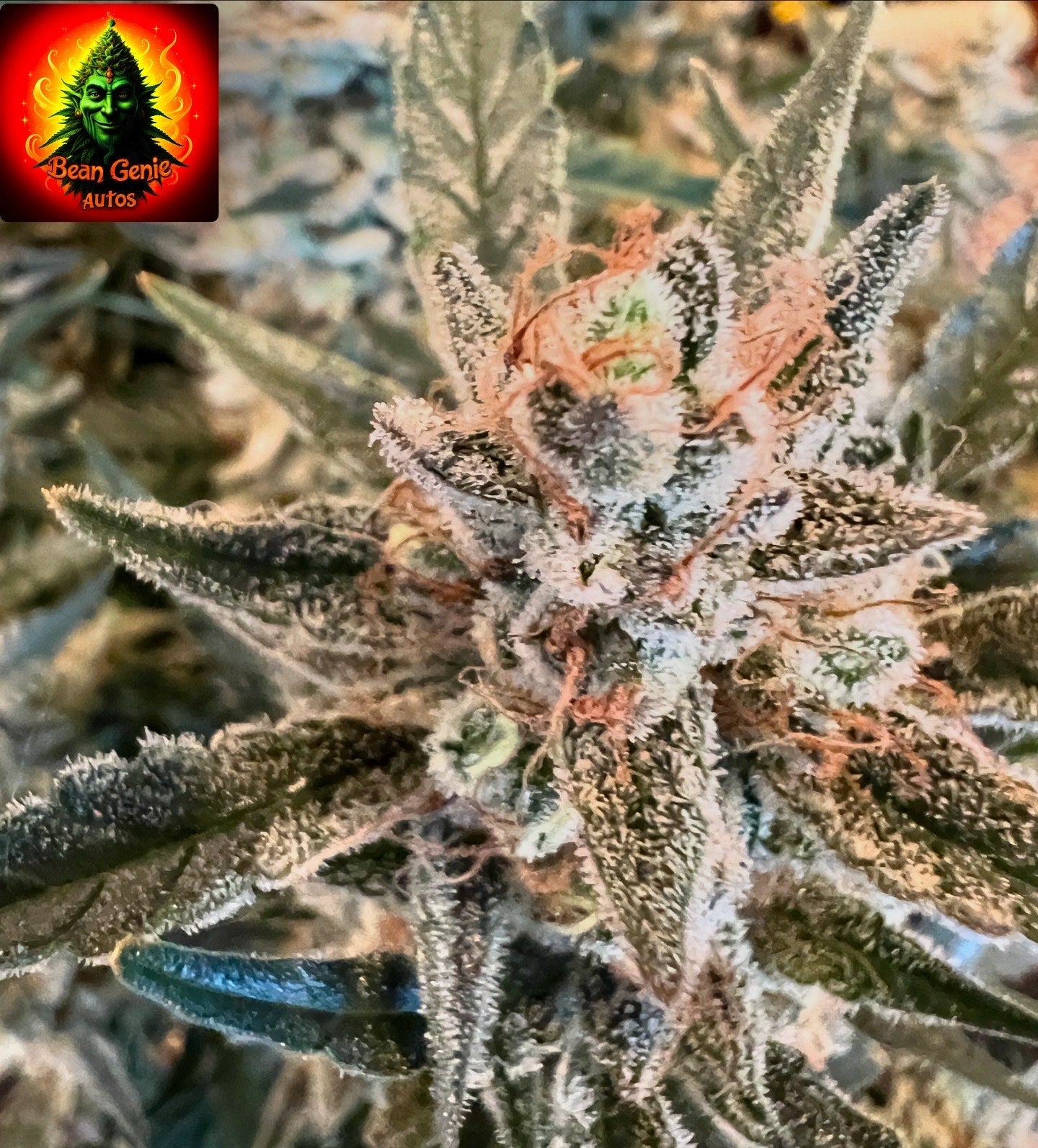 Bean Genie | BTF | Auto Flower Cannabis Seeds Female