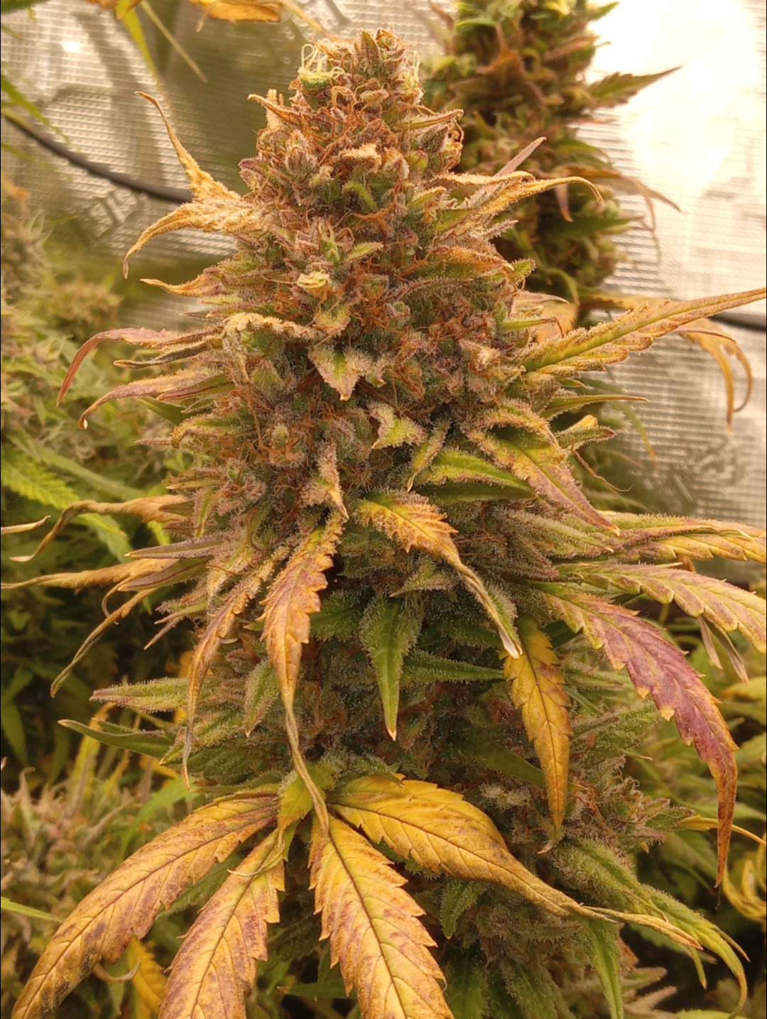 auto flower marijuana seeds Rinse's Reserve | Visual Snow