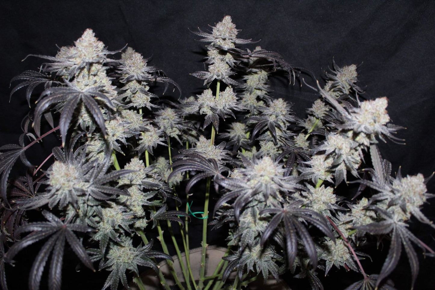 Fast Buds | Tropicana Cookies FF | Fast Flowering Cannabis Seeds Female