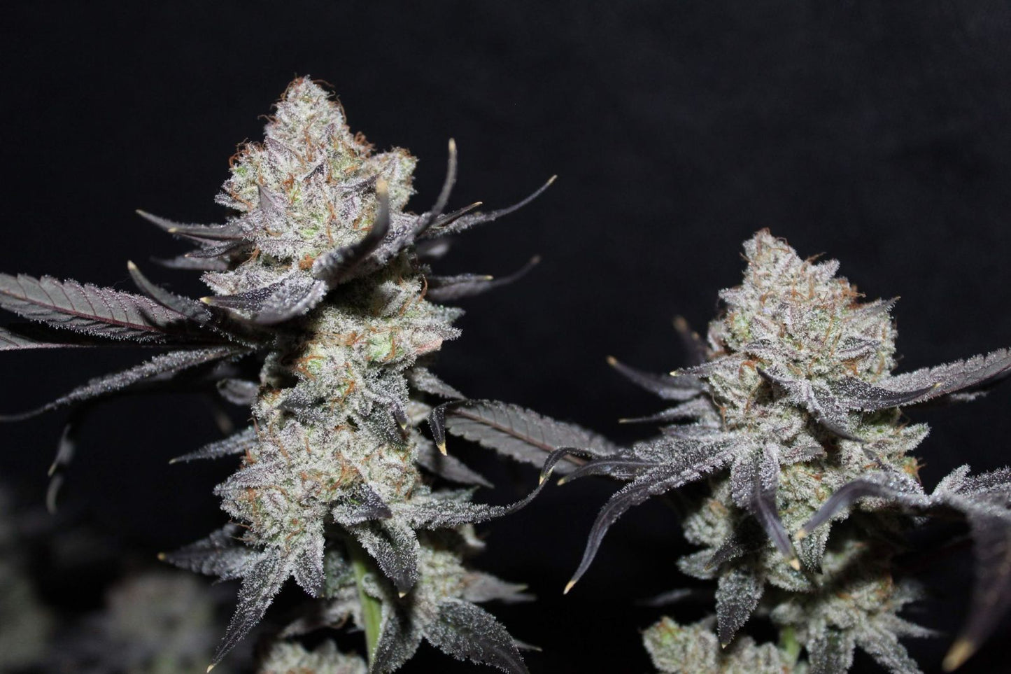Fast Buds | Tropicana Cookies FF | Fast Flowering Cannabis Seeds Female