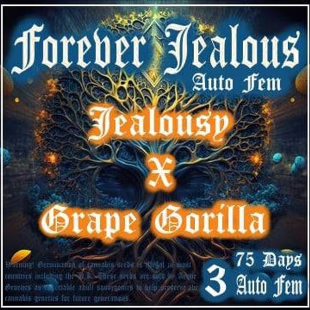 Aeque Genetics | Forever Jelous |Autoflowering Cannabis Seeds Female