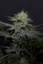 Fast Buds | GG4 Sherbet FF | Fast Flowering Cannabis Seeds Female