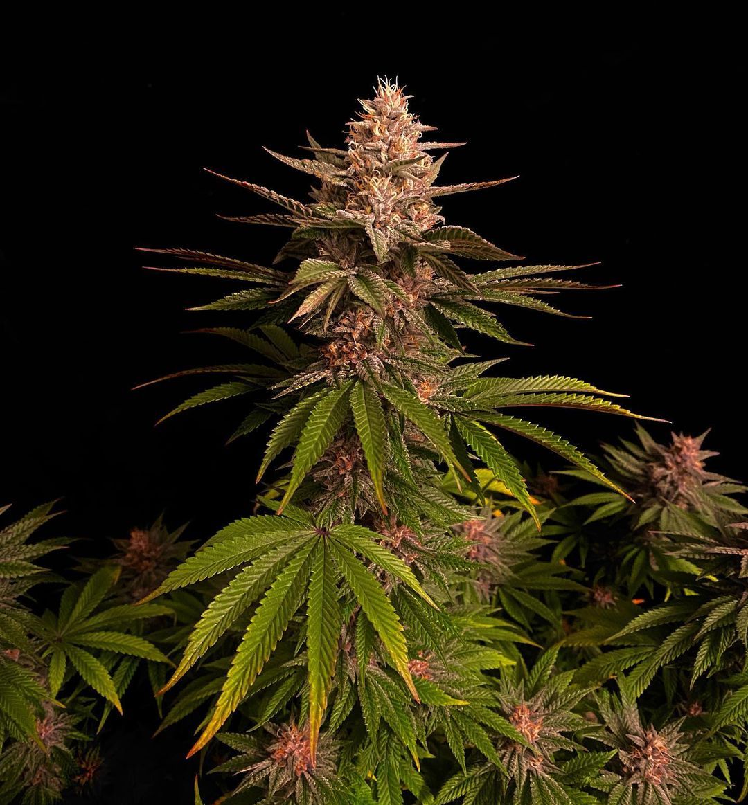 Fast Buds | Purple Lemonade FF | Fast Flowering Cannabis Seeds Female