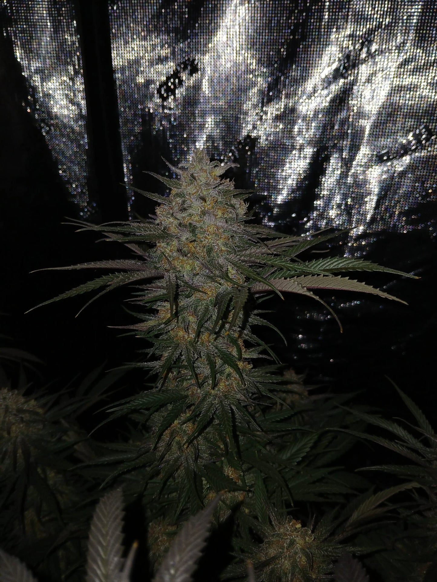 Stir Crazy Seeds | ((Black Haze x A5 Haze) x SSH) x Tiger Fruit | Photoperiod Cannabis Seeds Reg