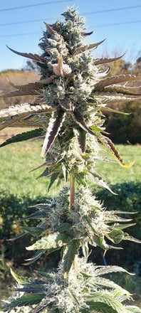 Stupid Dog |Blueberry Sugar x Gator Breath | Photoperiod Cannabis Seeds Female