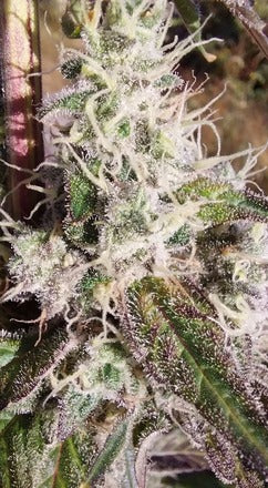 Stupid Dog |Blueberry Sugar x Gator Breath | Photoperiod Cannabis Seeds Female