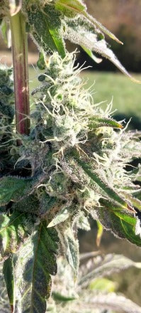 Stupid Dog |Blueberry Sugar x Gator Breath | Photoperiod Cannabis Seeds Female