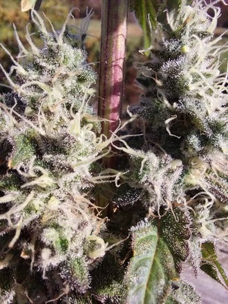Stupid Dog |Blueberry Sugar x Gator Breath | Photoperiod Cannabis Seeds Female