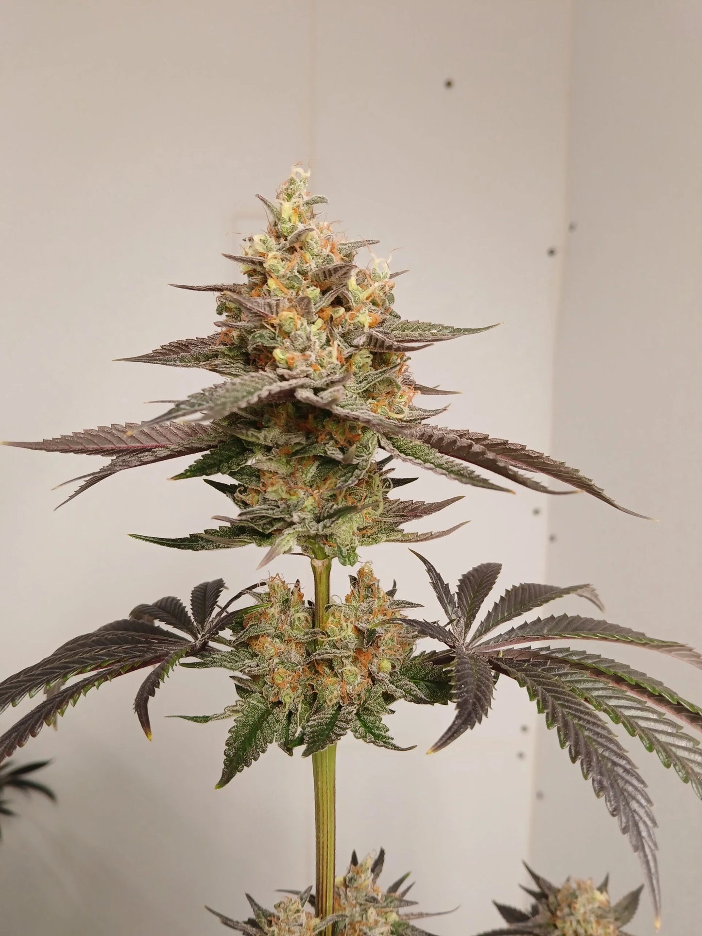 Stir Crazy Seeds | CDLC S1 x Grape Solution | Photoperiod Cannabis Seeds Reg