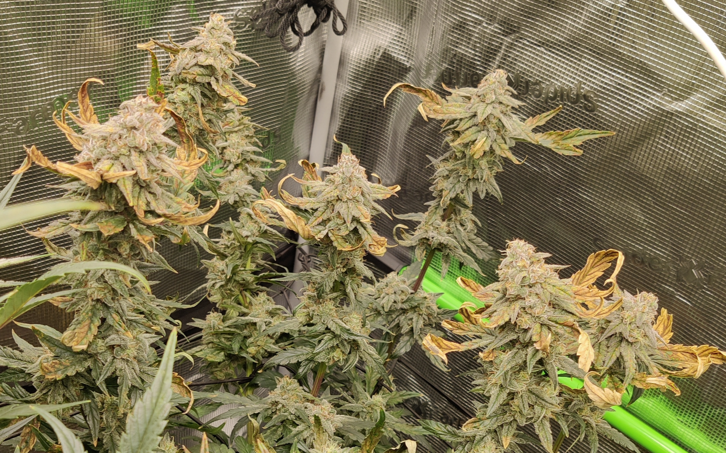 Axiom Seeds | Supreme Hulk | Auto Flower Cannabis Seeds Female