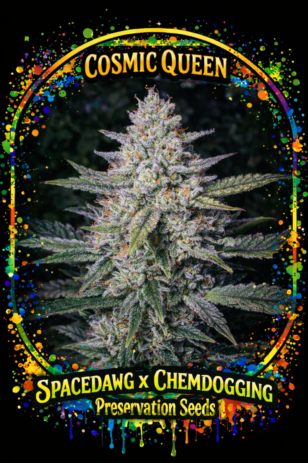 Preservation Seeds | Cosmic Queen | Auto Flower Cannabis Seeds Female