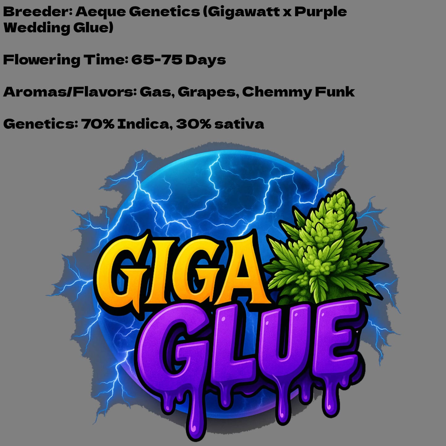 Aeque Genetics | Giga Glue | Autoflowering Cannabis Seeds Female