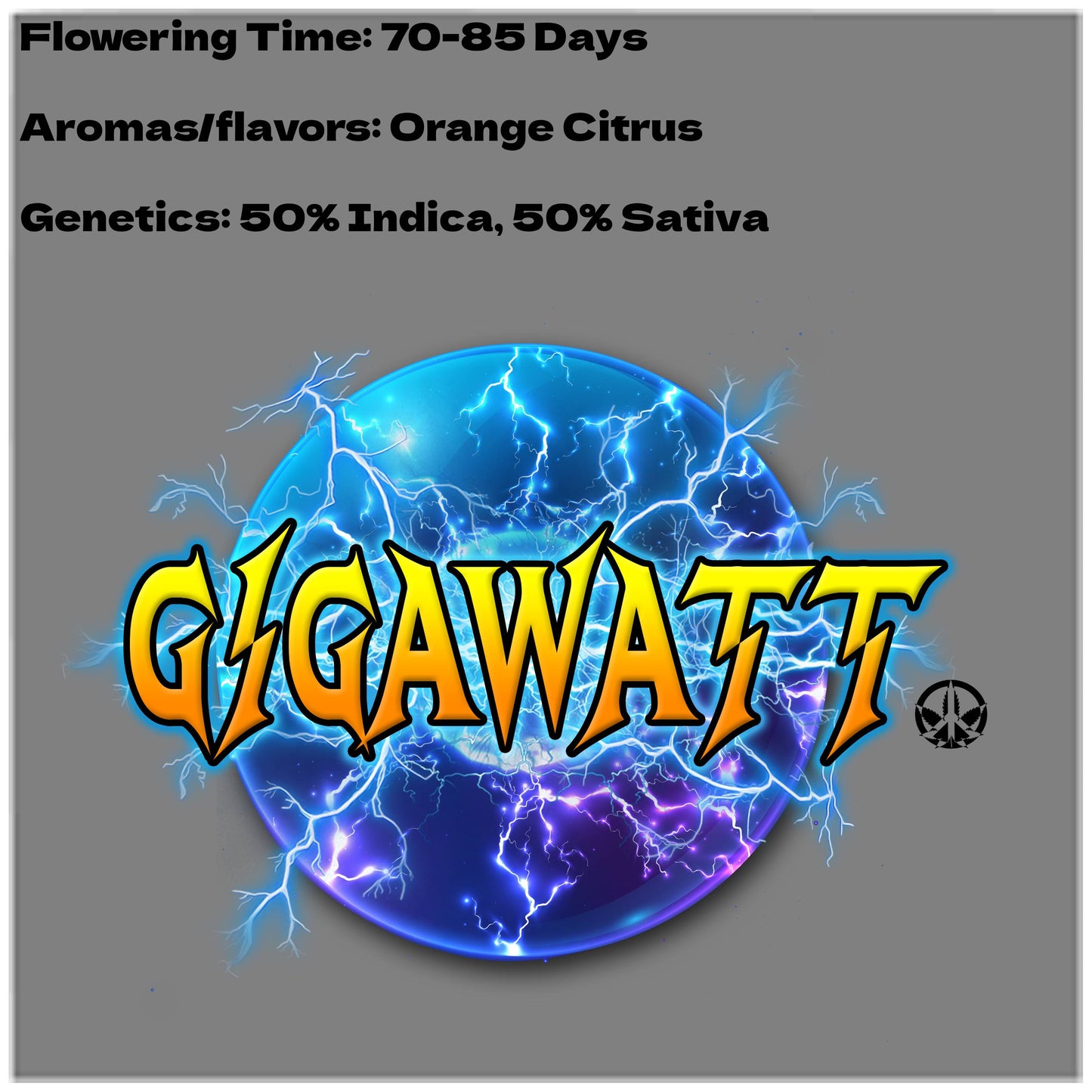 Aeque Genetics | Gigawatt F2 | Auto Flower Cannabis Seeds Female