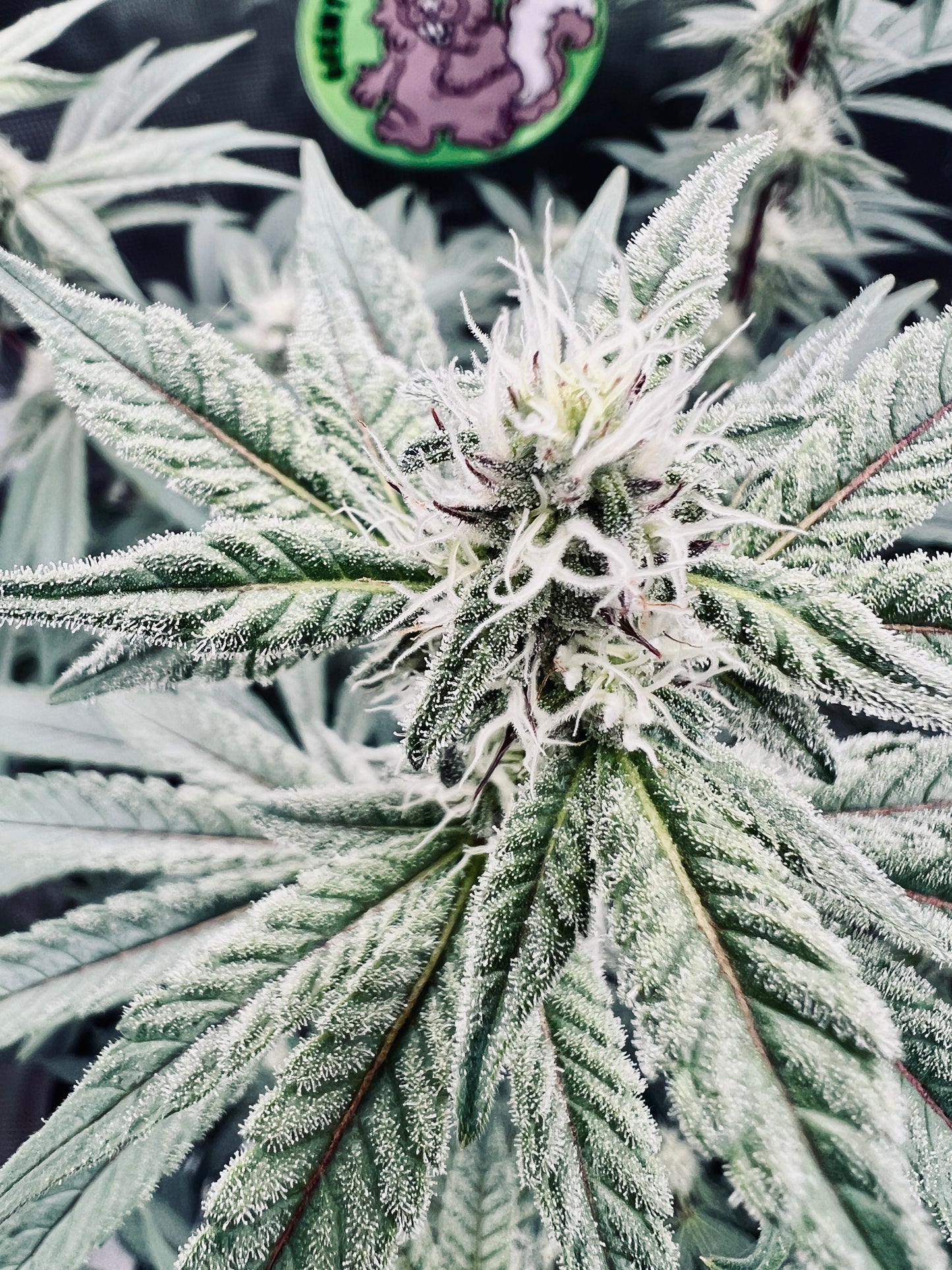 Bean Genie | Melange | Auto Flower Cannabis Seeds Female