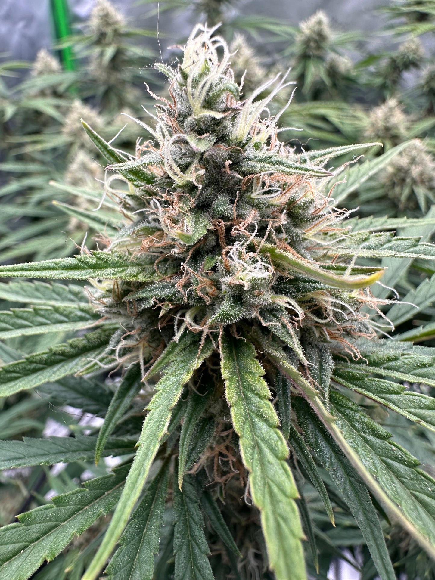 Old Brown Dog | New England Lights S1 | Photoperiod Cannabis Seeds Female