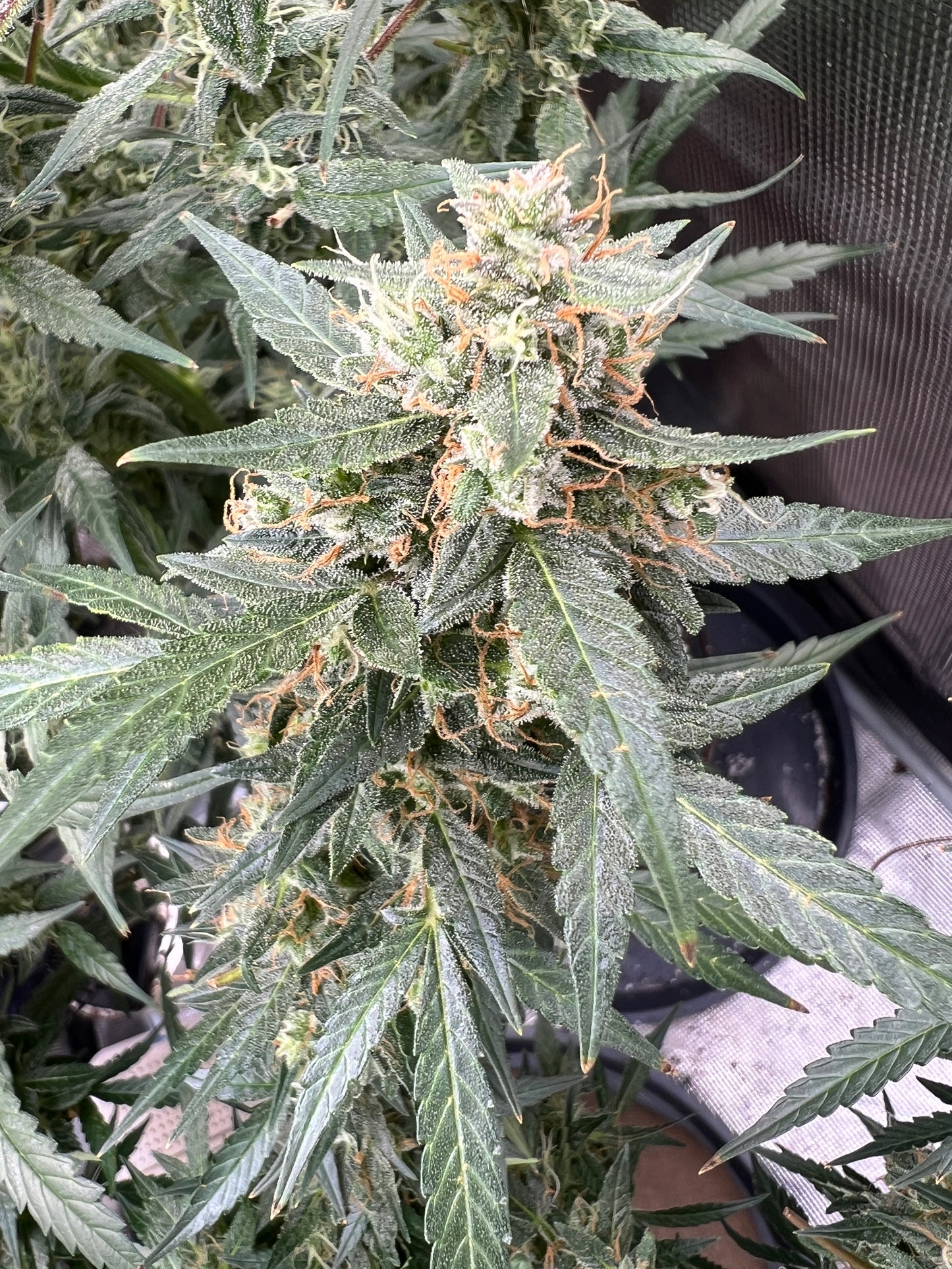 Bean Genie | Melange | Auto Flower Cannabis Seeds Female