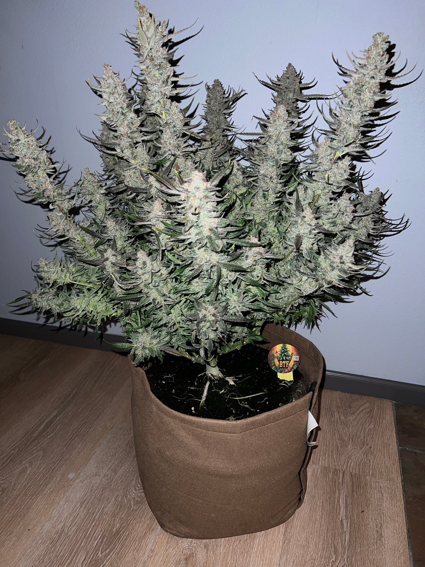 Bean Genie | BTF | Auto Flower Cannabis Seeds Female