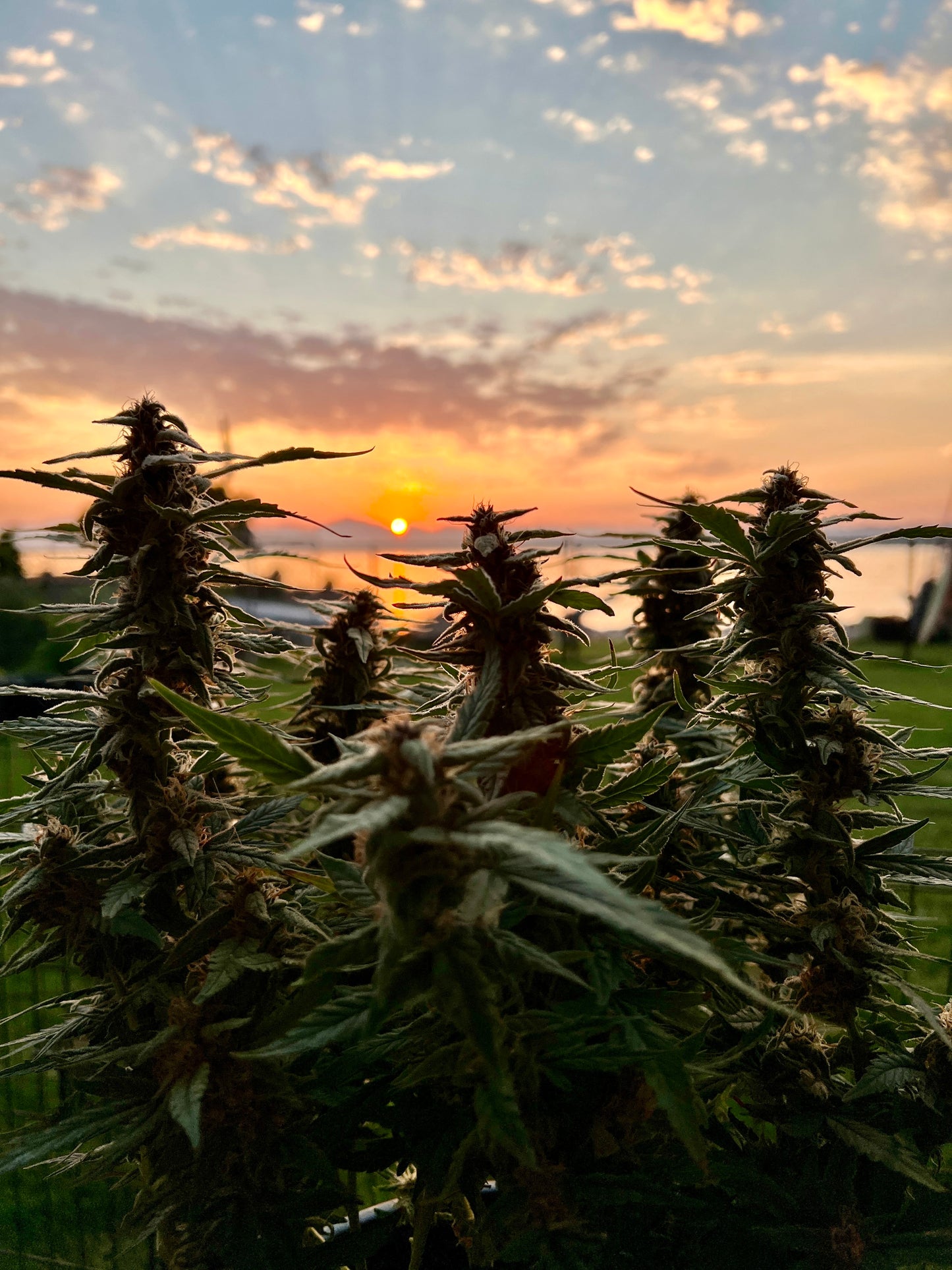 Bean Genie | The Wizard | Auto Flower Cannabis Seeds Female