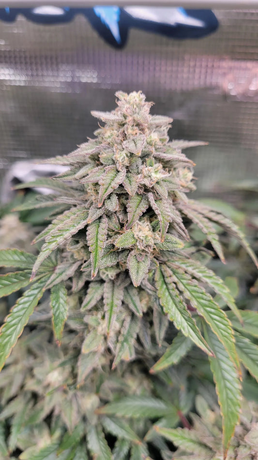 Laughing Hyena | 99 Skunks | Auto Flower Cannabis Seeds Female