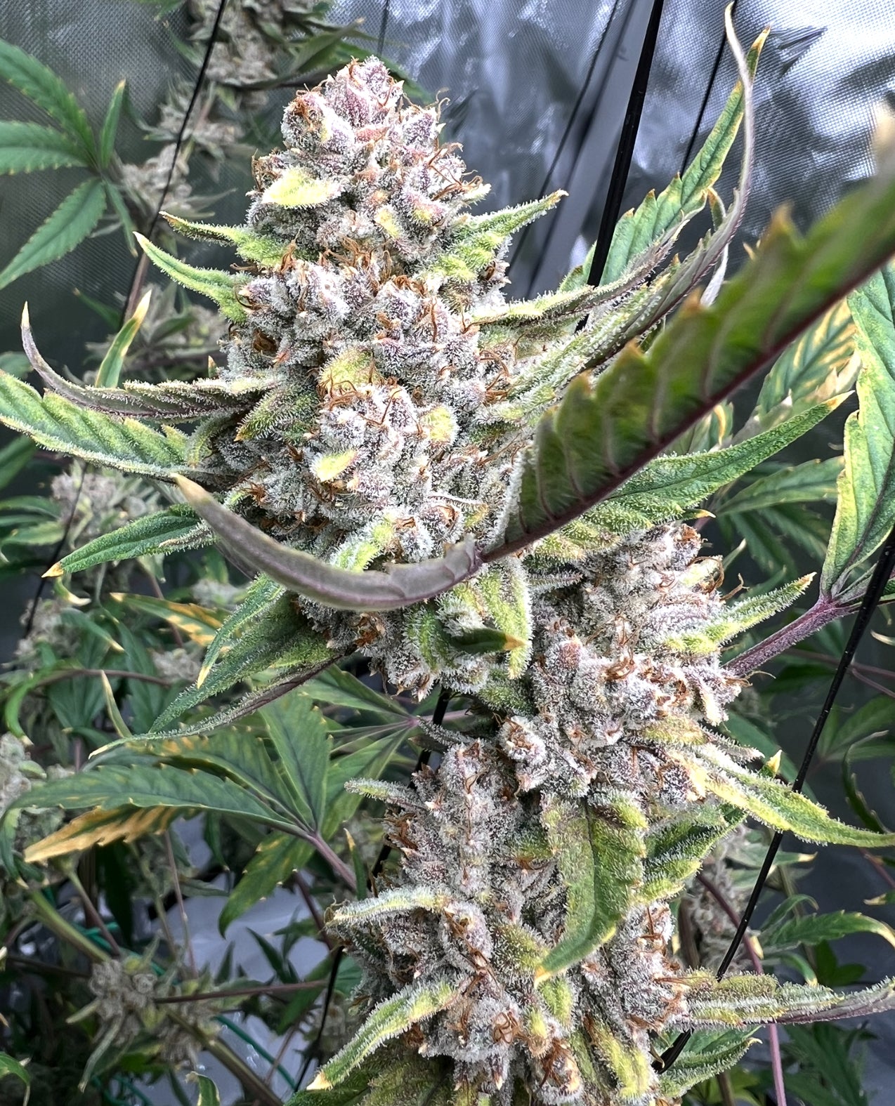 Laughing Hyena | Gastro Jr. | Auto Flower Cannabis Seeds Female