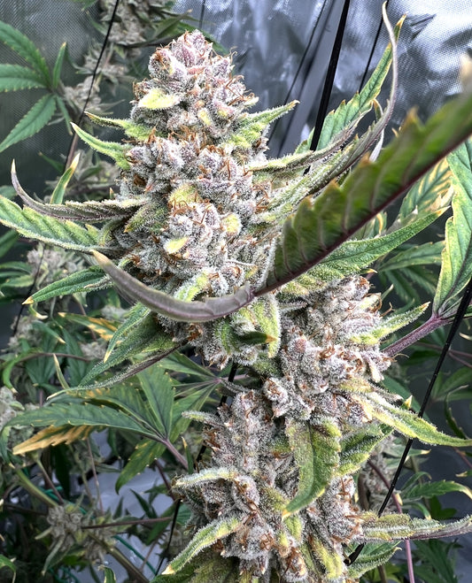 Laughing Hyena | Gastro Jr. | Auto Flower Cannabis Seeds Female