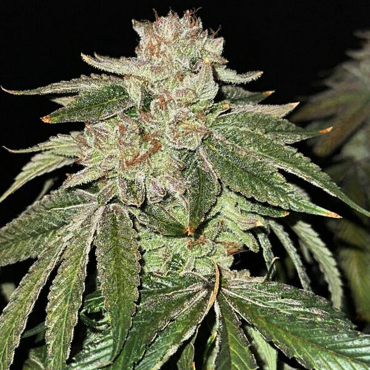 Laughing Hyena | Glitter Gas | Photoperiod Cannabis Seeds Female