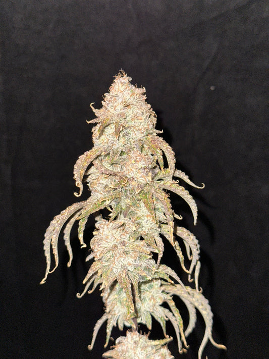 Laughing Hyena | Lebanese Acid | Auto Flower Cannabis Seeds Female