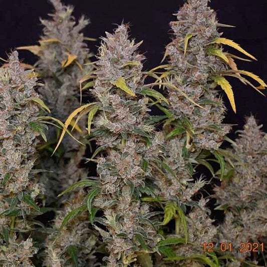 Laughing Hyena | Lil’ MOBStar| Auto Flower Cannabis Seeds Female