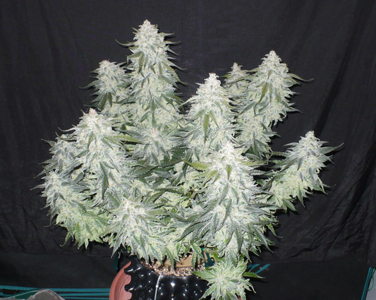 Laughing Hyena | Lil’ Stick | Auto Flower Cannabis Seeds Female