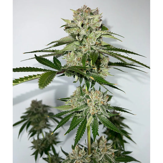 Laughing Hyena | Mango Stick | Auto Flower Cannabis Seeds Female