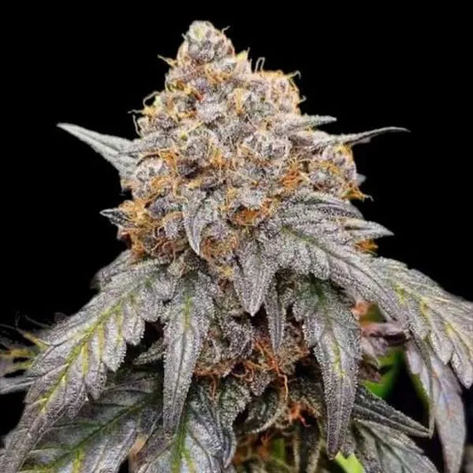 Laughing Hyena | Northern Berry | Auto Flower Cannabis Seeds Female