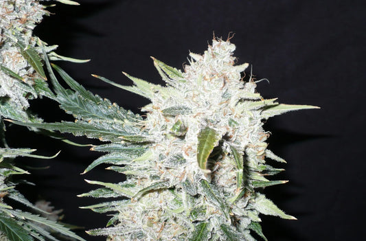 Laughing Hyena | Purple Domina | Auto Flower Cannabis Seeds Female