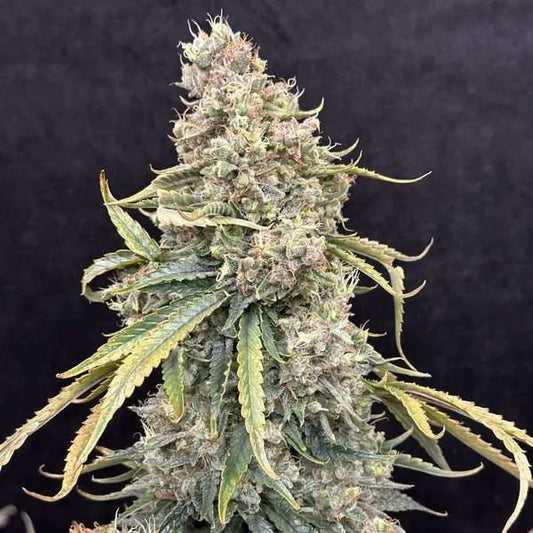 Laughing Hyena | Sowahh Queen | Auto Flower Cannabis Seeds Female