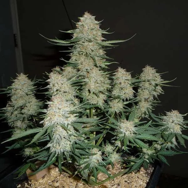 Laughing Hyena | Strawbanana Daddy | Auto Flower Cannabis Seeds Female