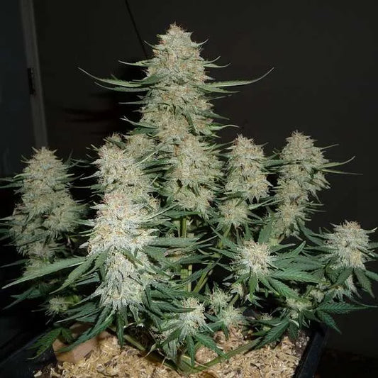 Laughing Hyena | Strawbanana Daddy | Auto Flower Cannabis Seeds Female