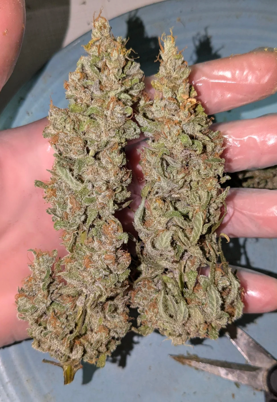 Rinse's Reserve | Paradise Express F3 | Auto Flower Cannabis Seeds Reg