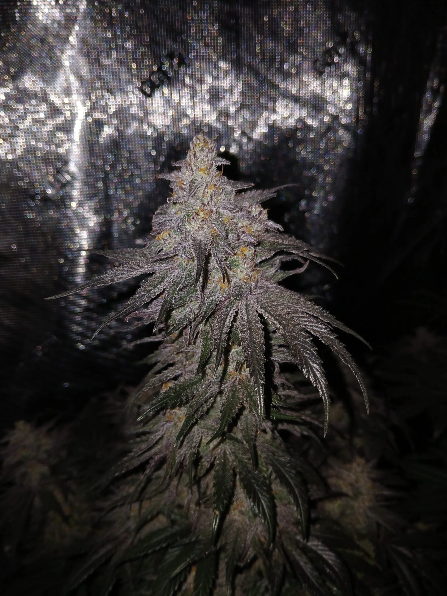 Stir Crazy Seeds | Skywalker x Tiger Fruit | Photoperiod Cannabis Seeds Reg