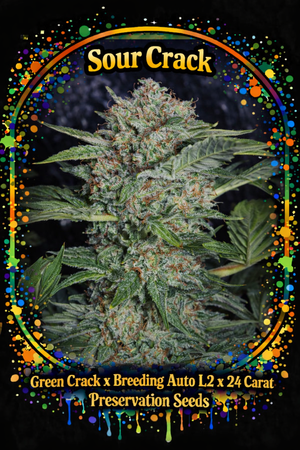 Preservation Seeds | Sour Crack | Auto Flower Cannabis Seeds Female