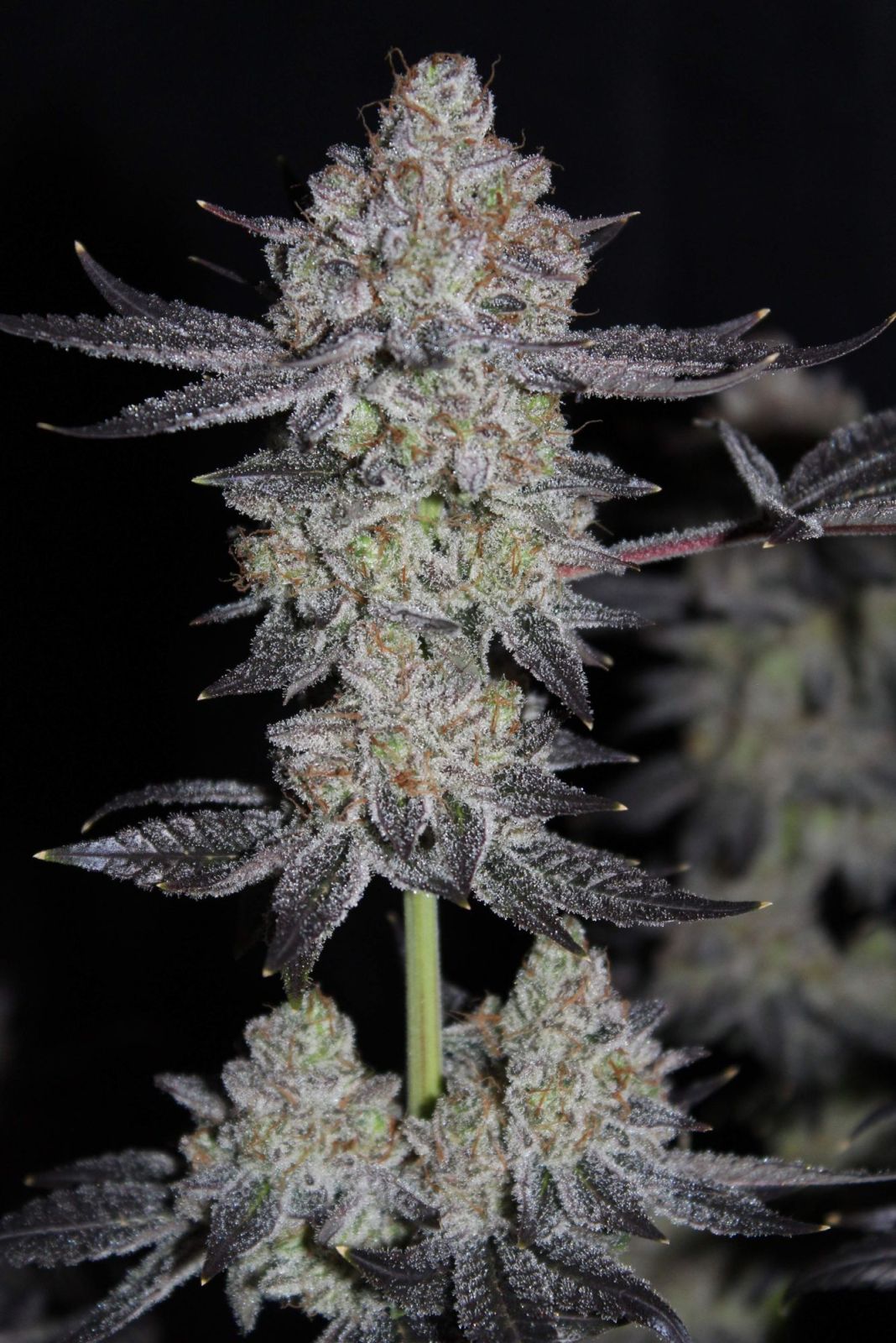 Fast Buds | Tropicana Cookies FF | Fast Flowering Cannabis Seeds Female
