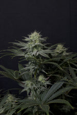 Fast Buds | GG4 Sherbet FF | Fast Flowering Cannabis Seeds Female
