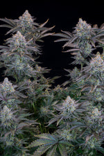 Fast Buds | Gorilla Cookies FF | Fast Flowering Cannabis Seeds Female