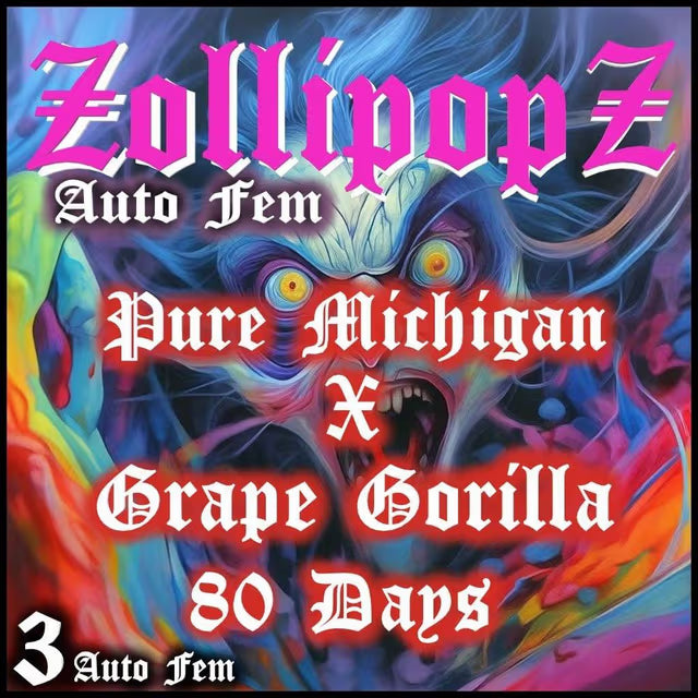 Aeque Genetics | ZollipopZ | Autoflowering Cannabis Seeds Female