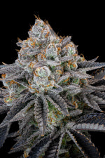 Fast Buds | Gorilla Cookies FF | Fast Flowering Cannabis Seeds Female