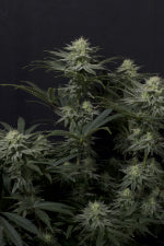 Fast Buds | GG4 Sherbet FF | Fast Flowering Cannabis Seeds Female