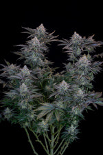 Fast Buds | Gorilla Cookies FF | Fast Flowering Cannabis Seeds Female
