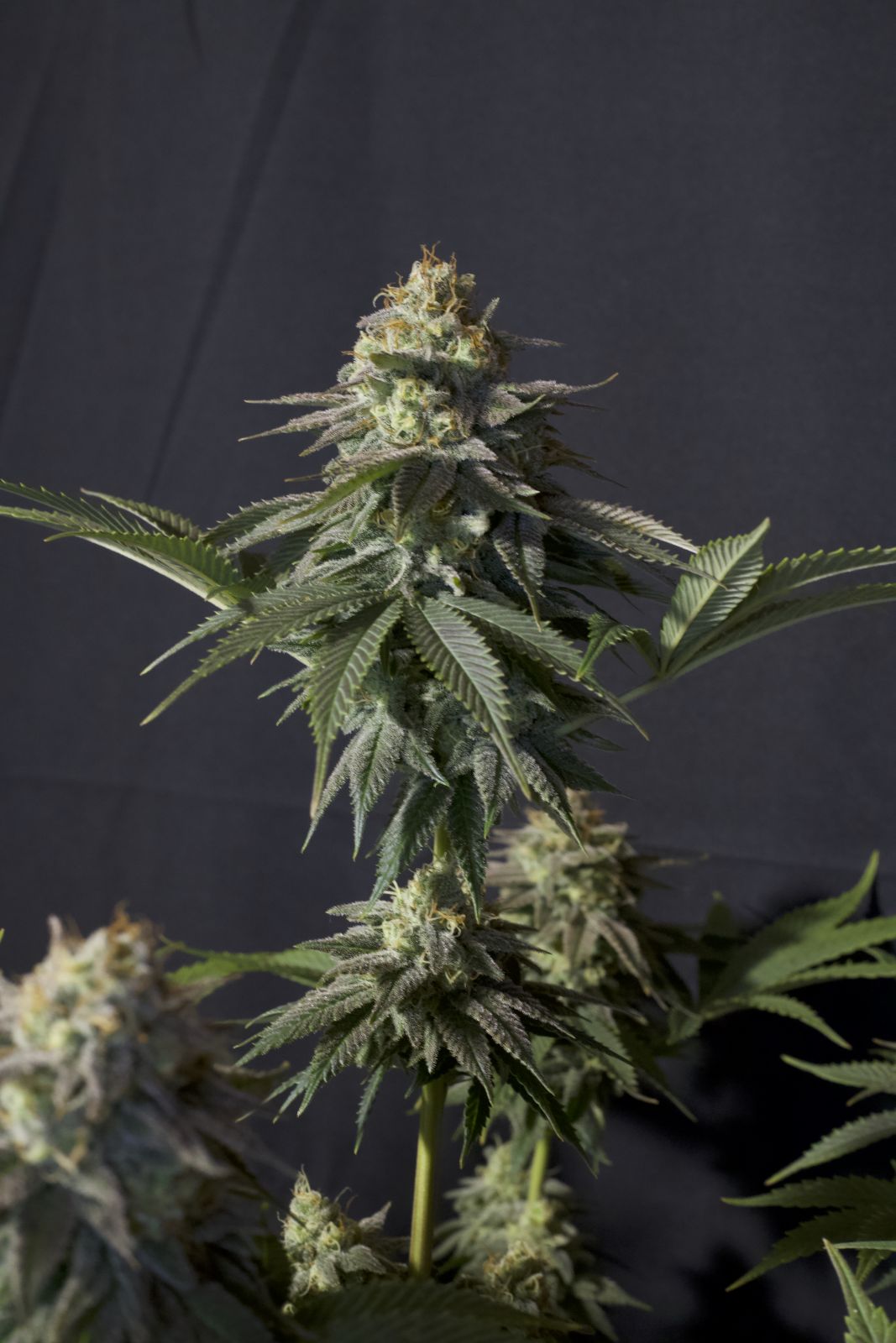 Fast Buds | Orange Sherbet FF | Fast Flowering Cannabis Seeds Female