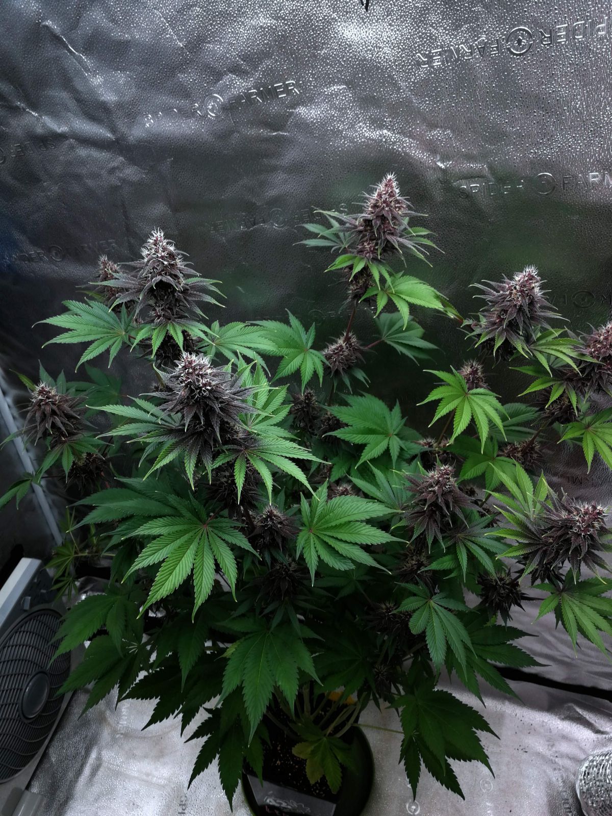 Fast Buds | Purple Lemonade FF | Fast Flowering Cannabis Seeds Female