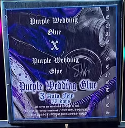 Aeque Genetics | Purple Wedding Glue bx1 |Autoflowering Cannabis Seeds Female