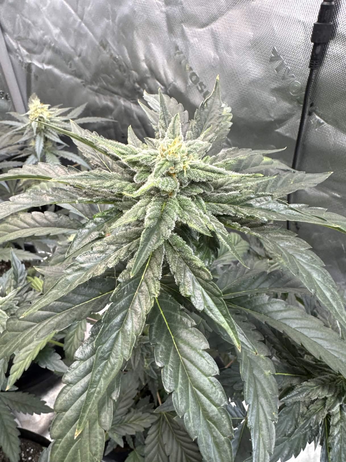 Axiom Seeds | Quantum Smash F2 | Auto Flower Cannabis Seeds Female
